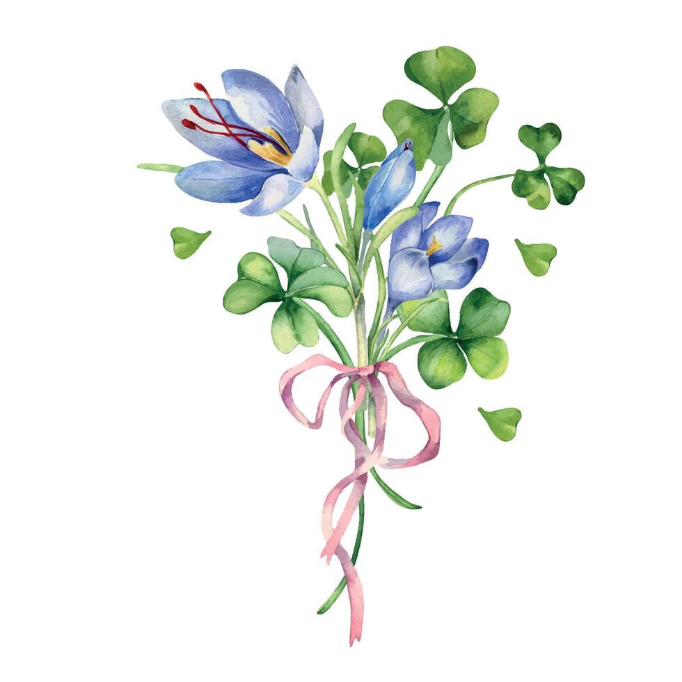 Clover and crocus bunch with ribbon watercolor illustration isolated on white. Painted green shamrock. Irish lucky symbol hand drawn. Design element for St.Patricks day postcard, banner, Easter card vector