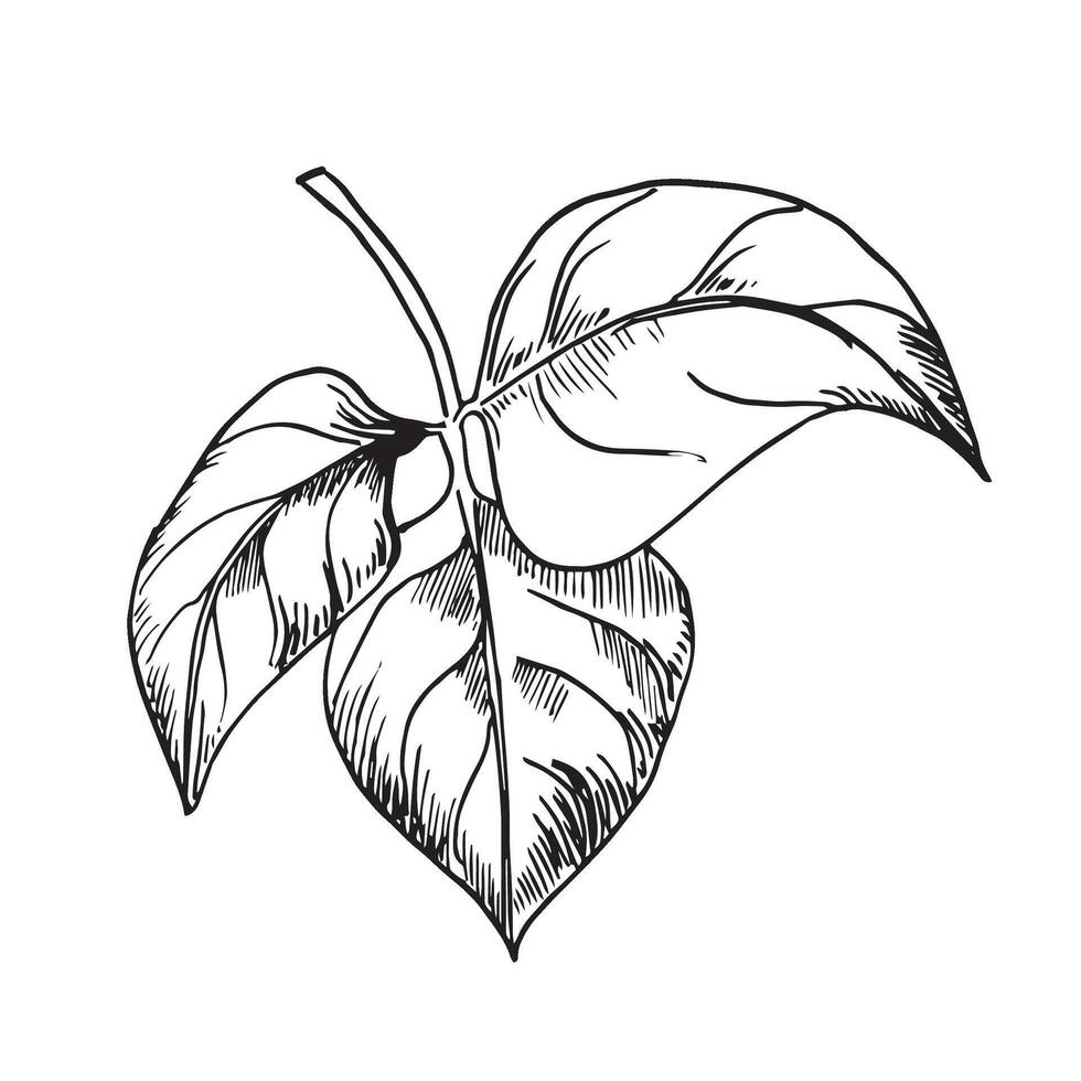 Abstract outlined leaves and branches vector illustration isolated on white. Hand drawn black white outline branch with leaves. Ink foliage silhouettes. Leaf of vegetable plant hand drawn graphic.