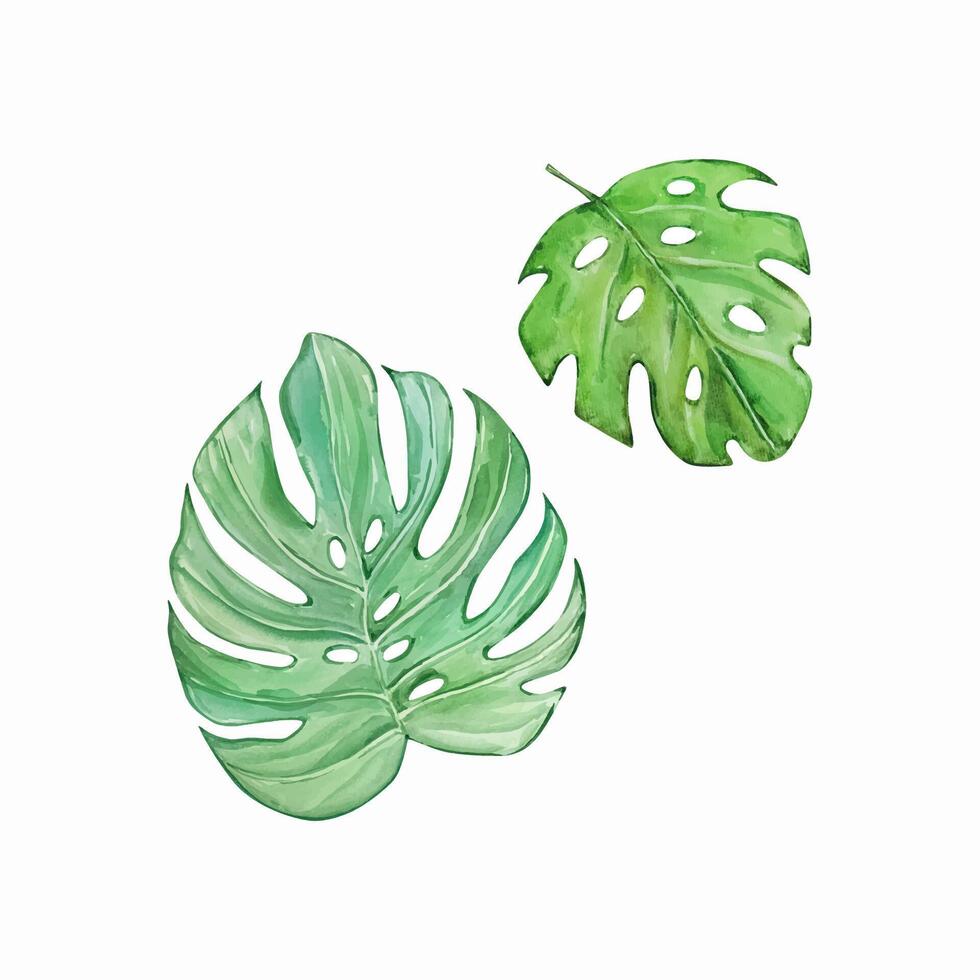 Watercolor tropical monstera leaves, jungle illustration vector