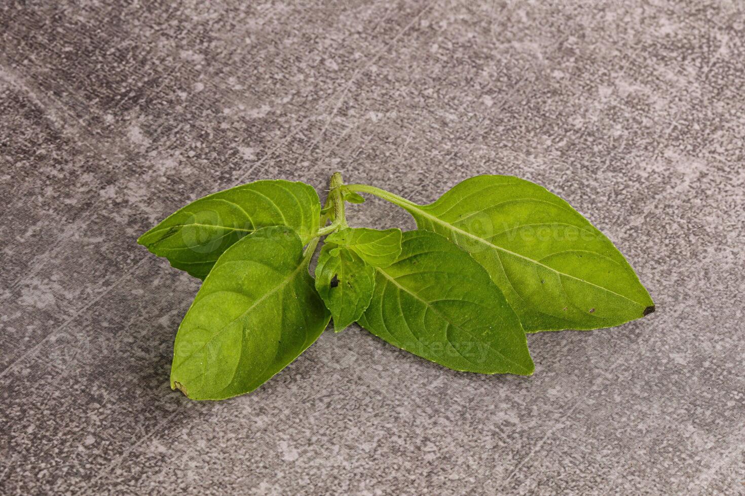 crudo verde albahaca hojas Condimento foto