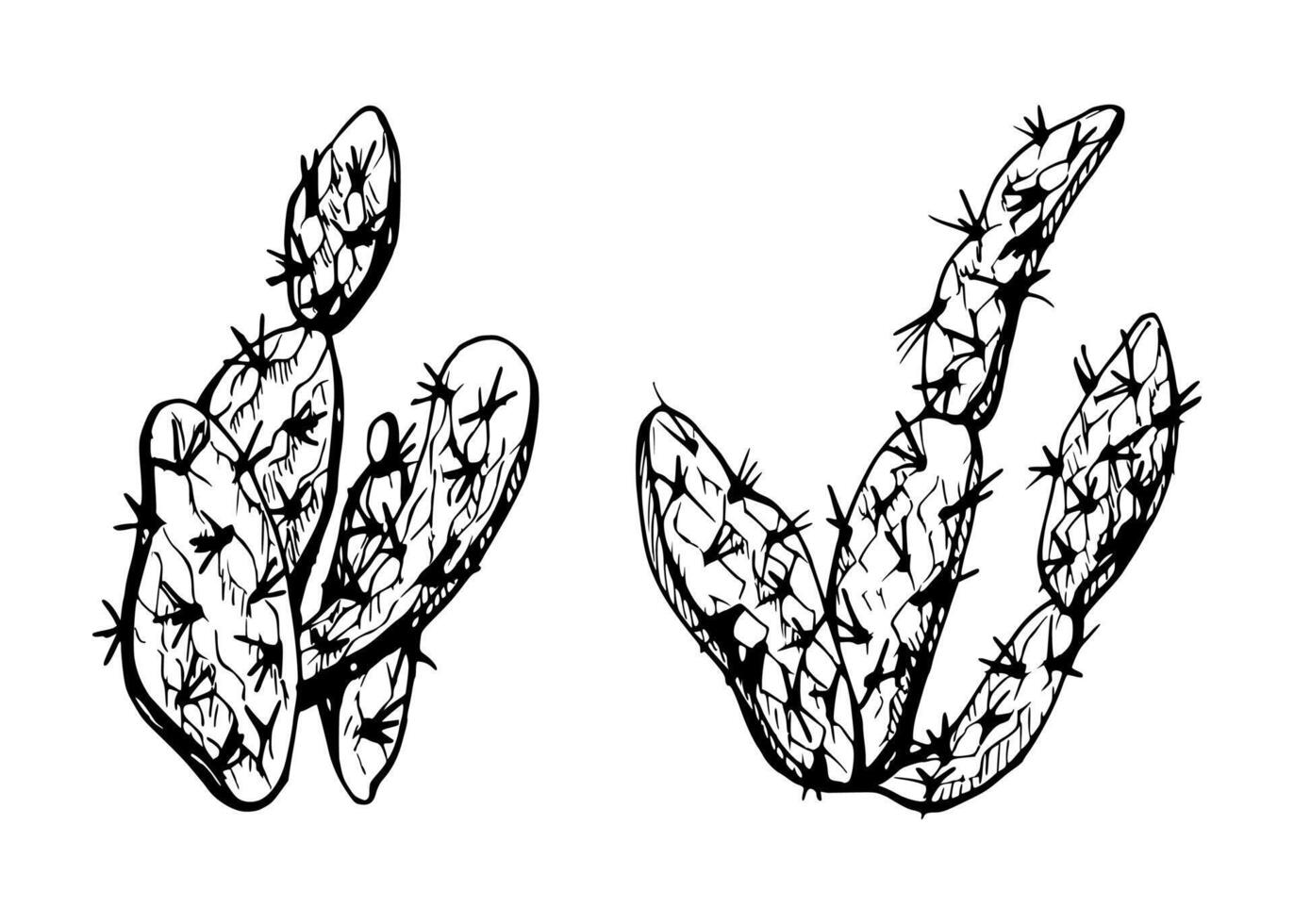 mano dibujado tinta vector ilustración, naturaleza tropical exótico Desierto planta suculento cactus áloe agave hojas. soltero objeto aislado blanco antecedentes. diseño viajar, vacaciones, folleto, imprimir, botánico