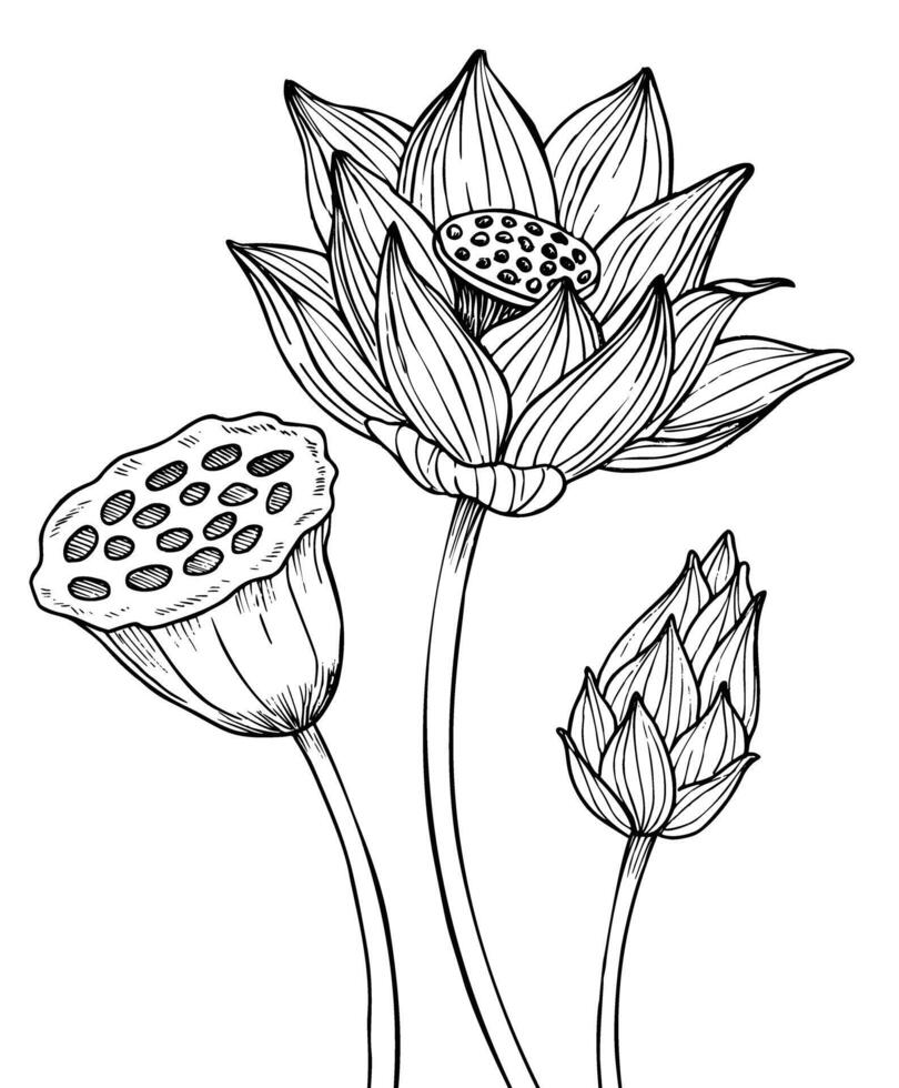 Lotus Flower. Vector illustration of water lily painted by black inks. Botanical linear drawing of Waterlily for wedding invitations or spa design in Zen style. Etching of blooming Asian plant