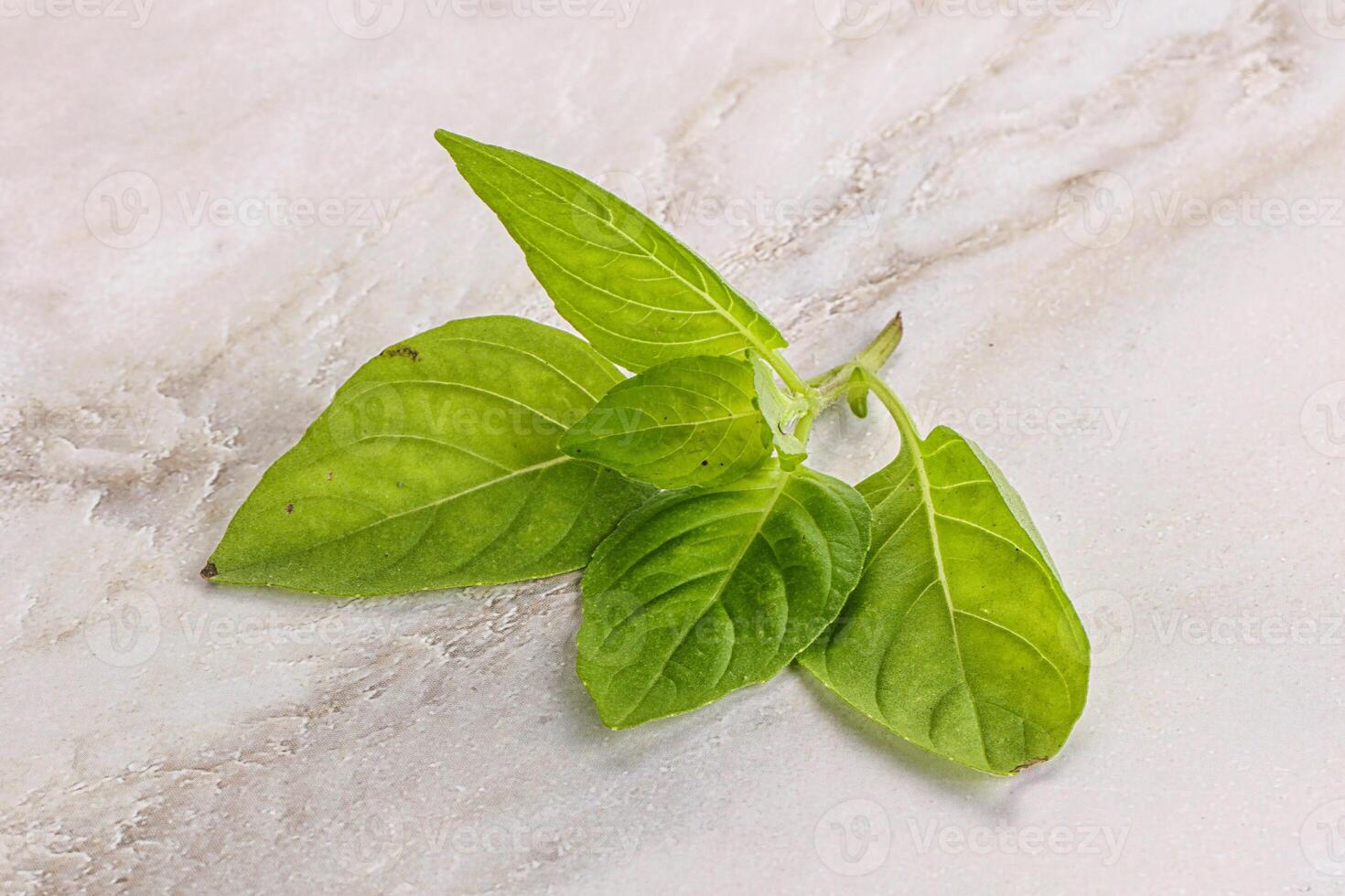 Raw green basil leaves seasoning photo