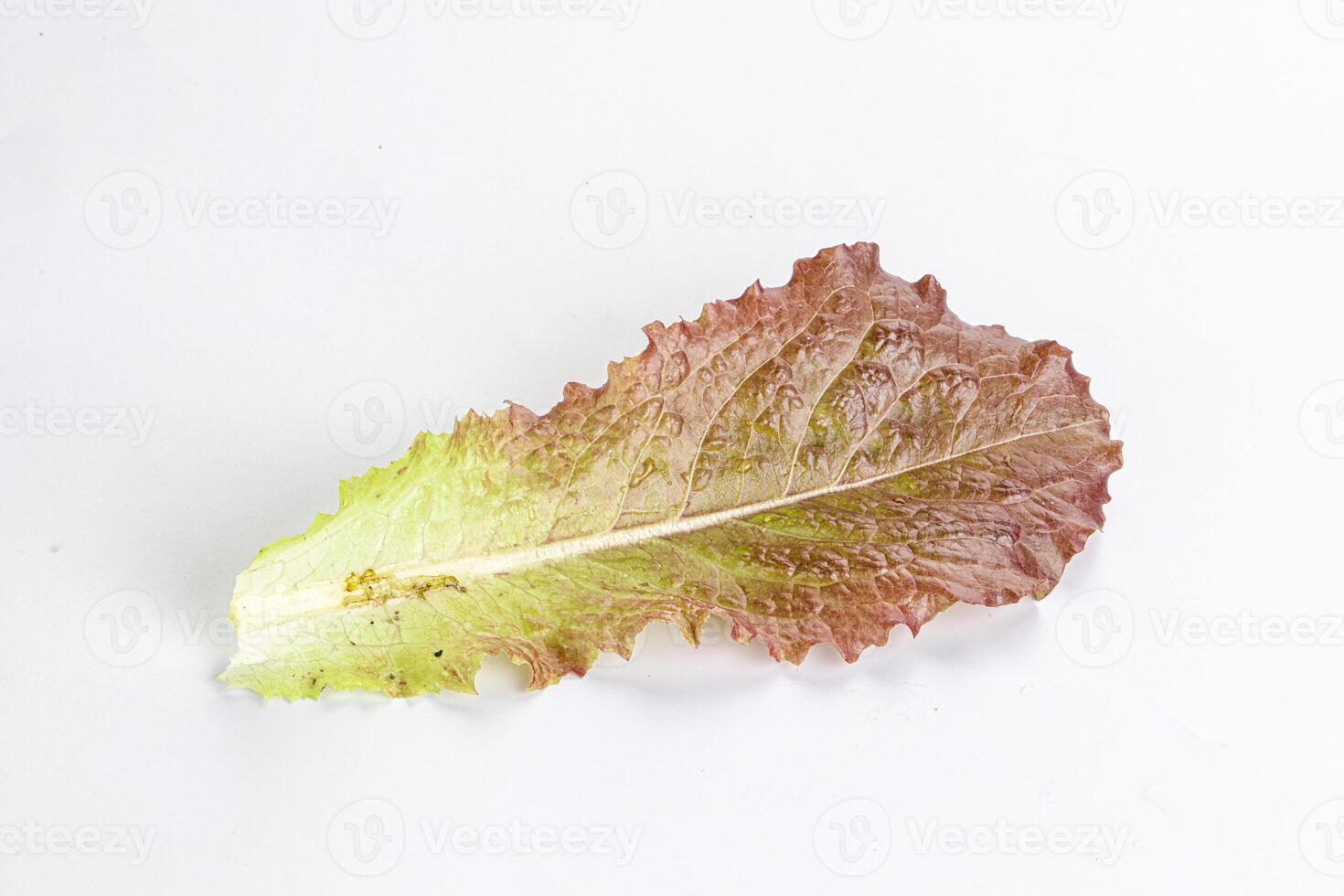 Green lettuce salad leaf isolated photo