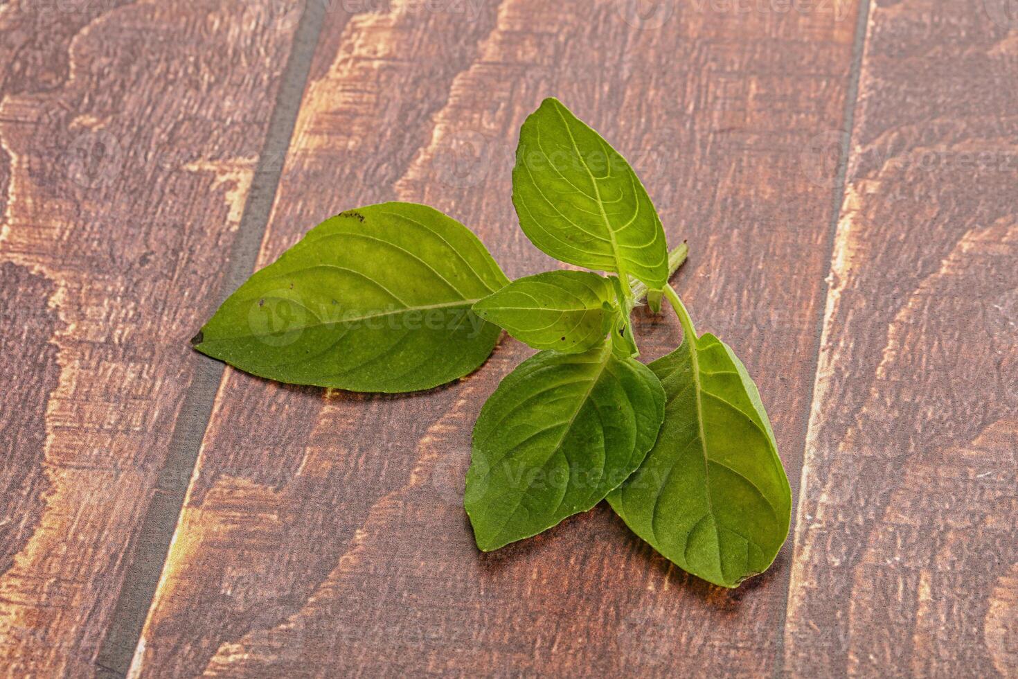 Raw green basil leaves seasoning photo