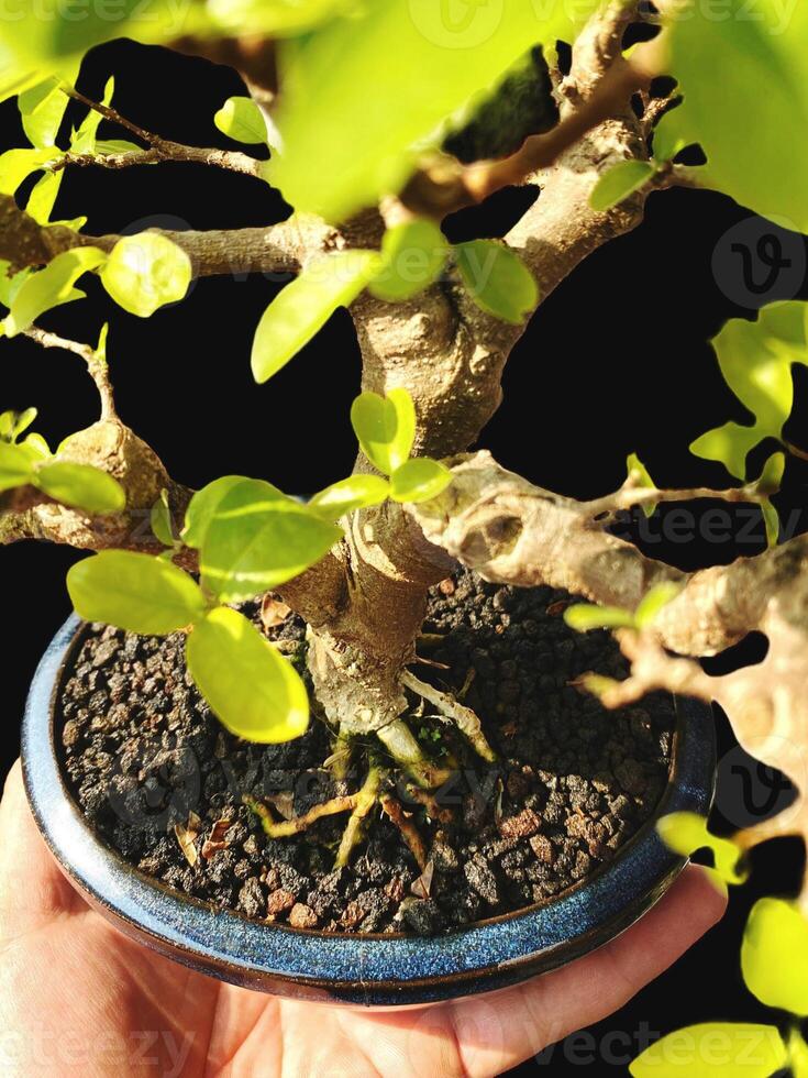 bonsai tree in a decorative pot photo