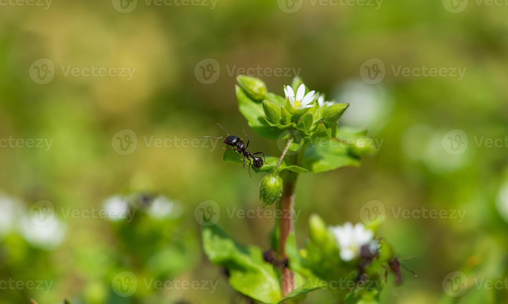 macro ant photo