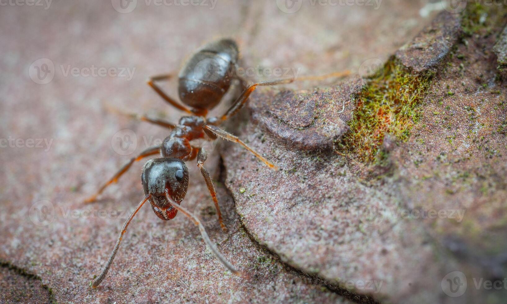 macro ant photo