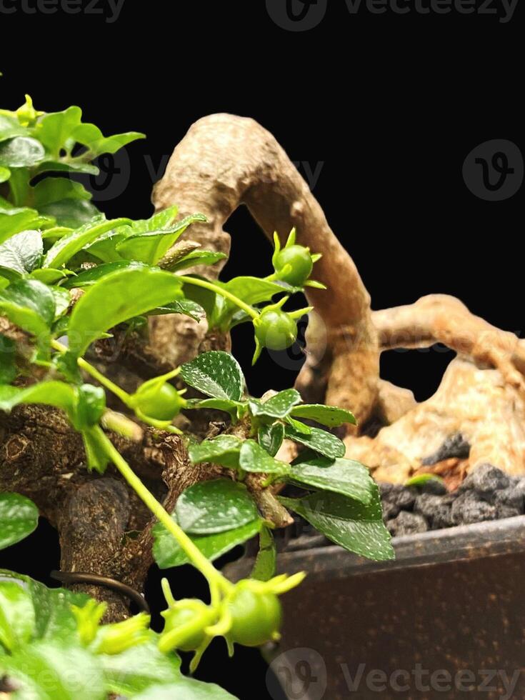 bonsai tree in a decorative pot photo