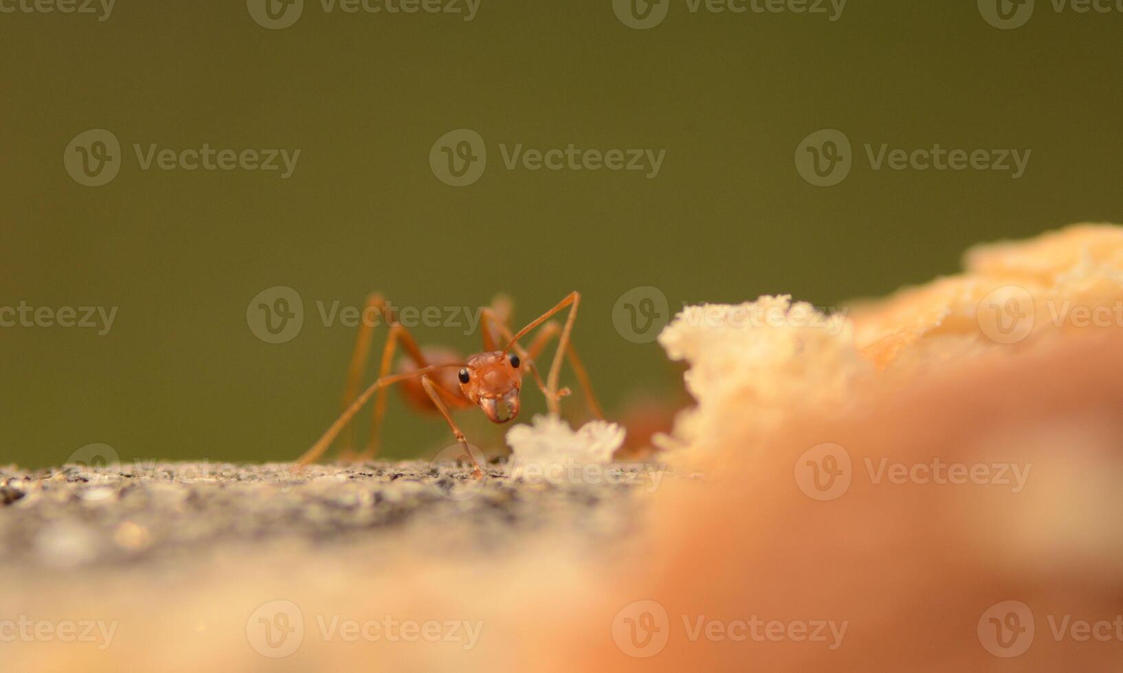 macro ant photo