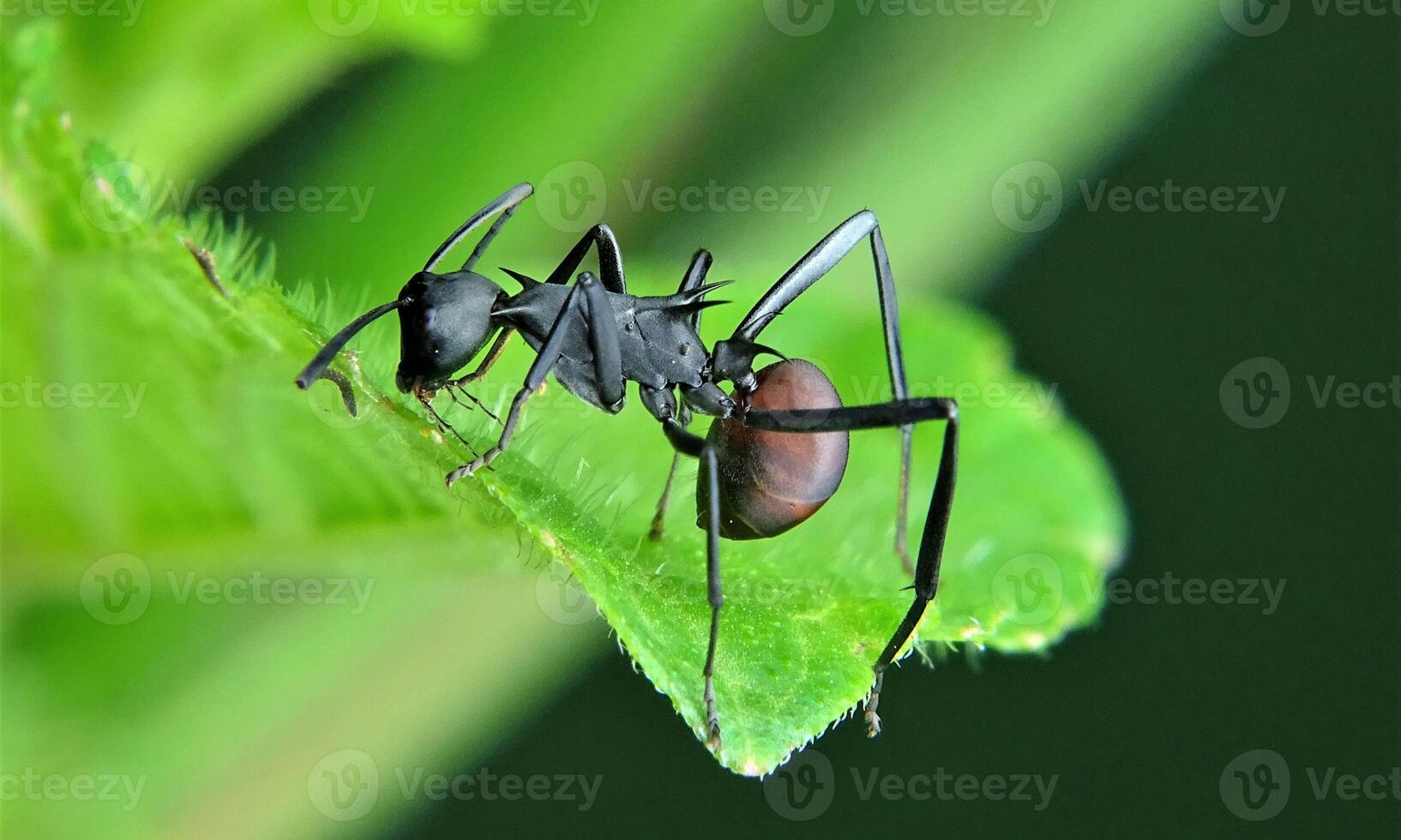 macro ant photo