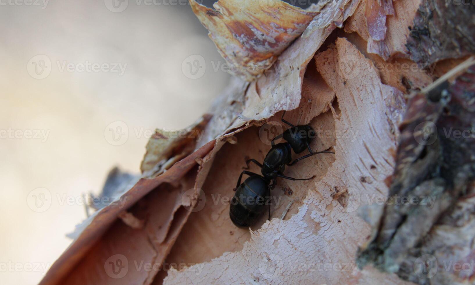 macro ant photo