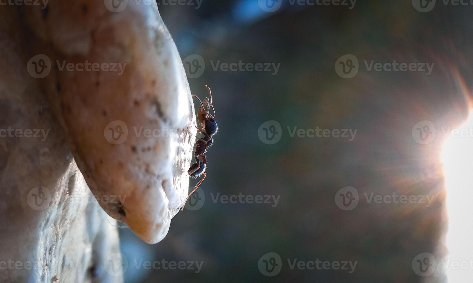 macro ant photo