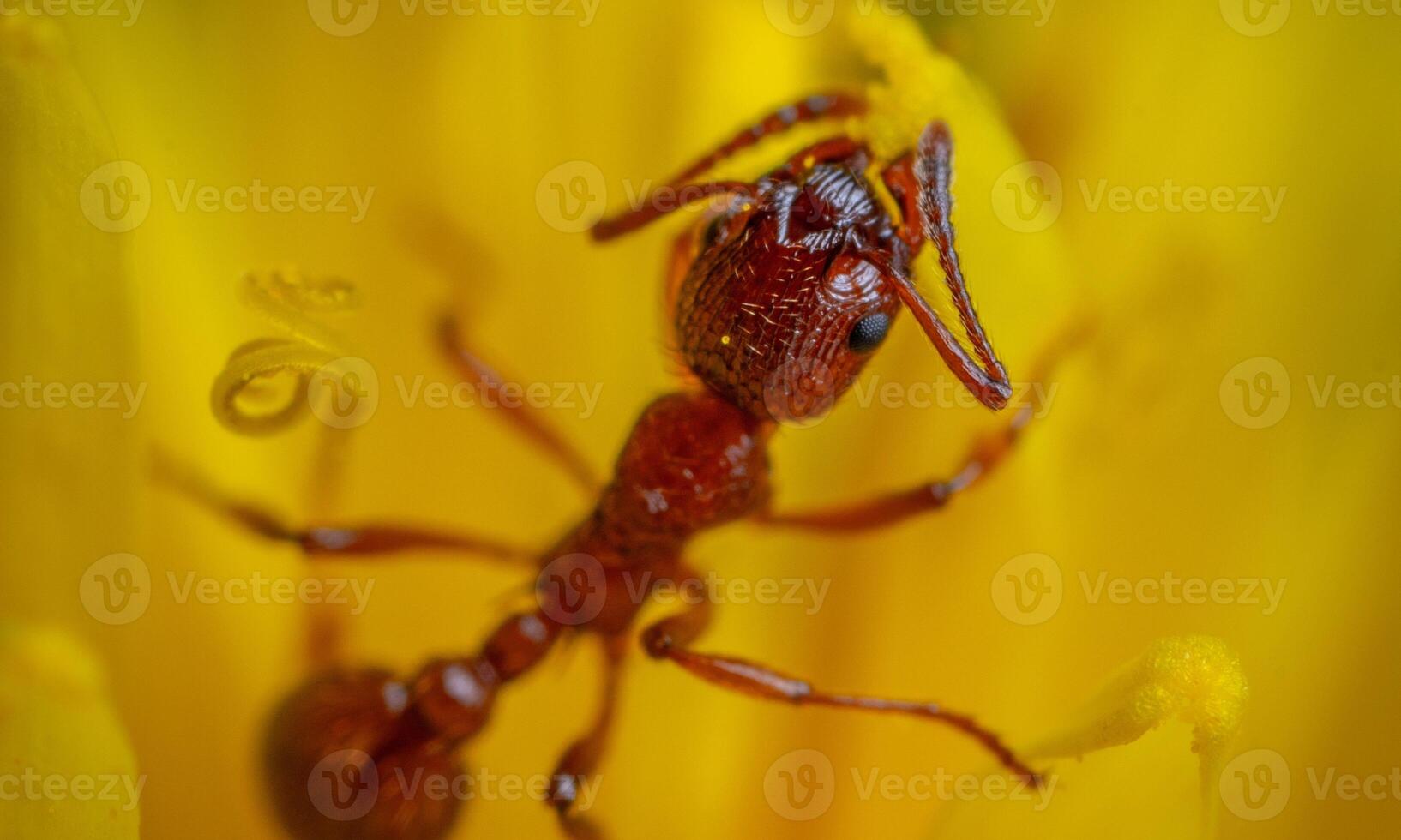macro ant photo