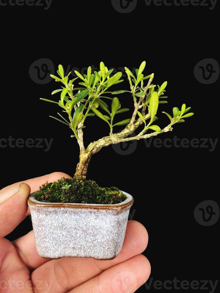 bonsai tree in a decorative pot photo