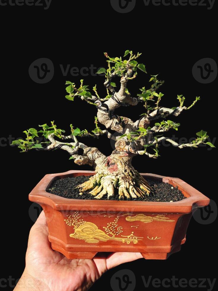 bonsai tree in a decorative pot photo