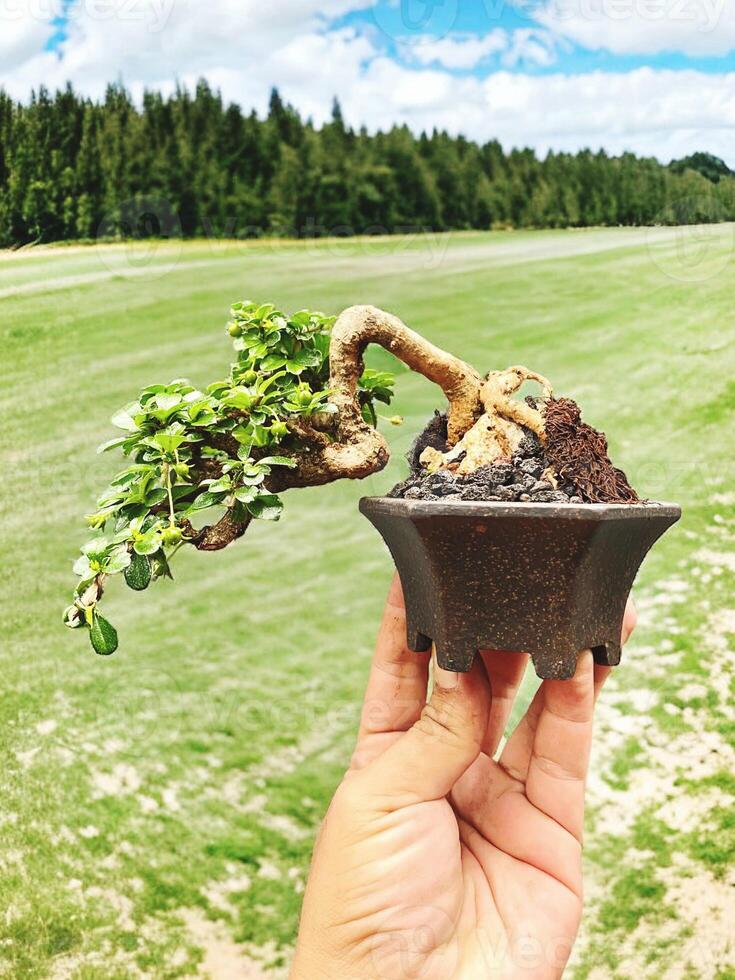 bonsai tree in a decorative pot photo