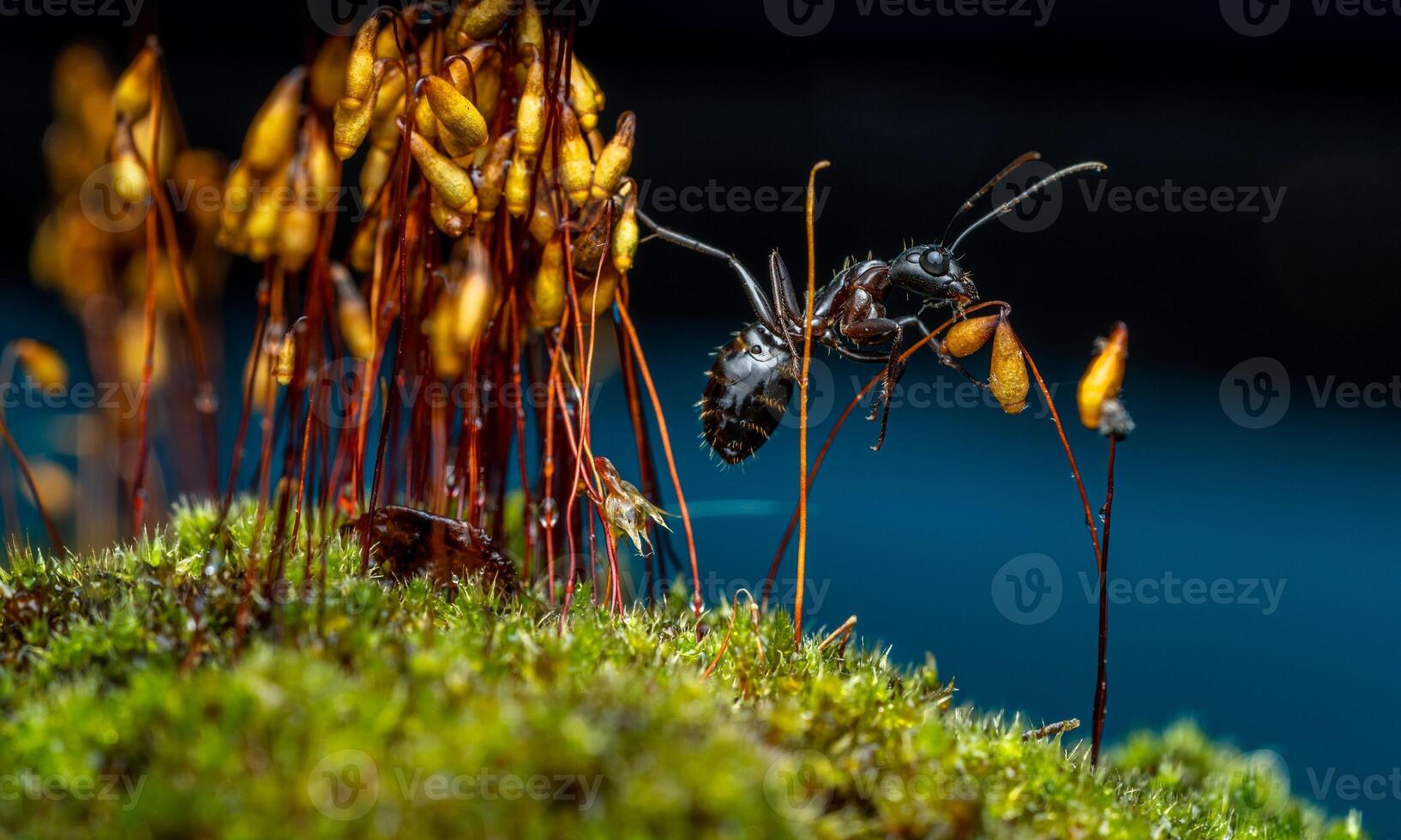 macro ant photo