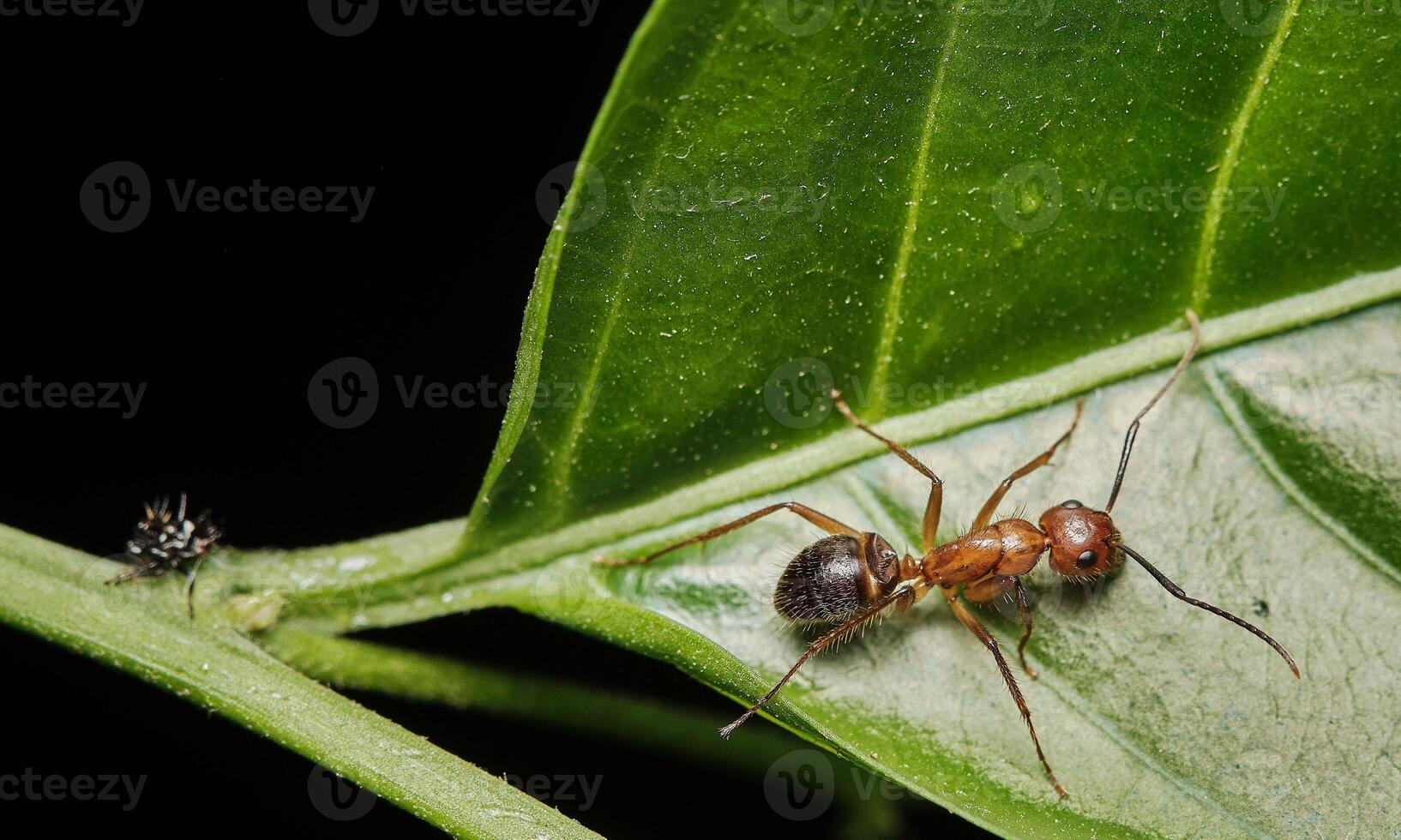 macro ant photo