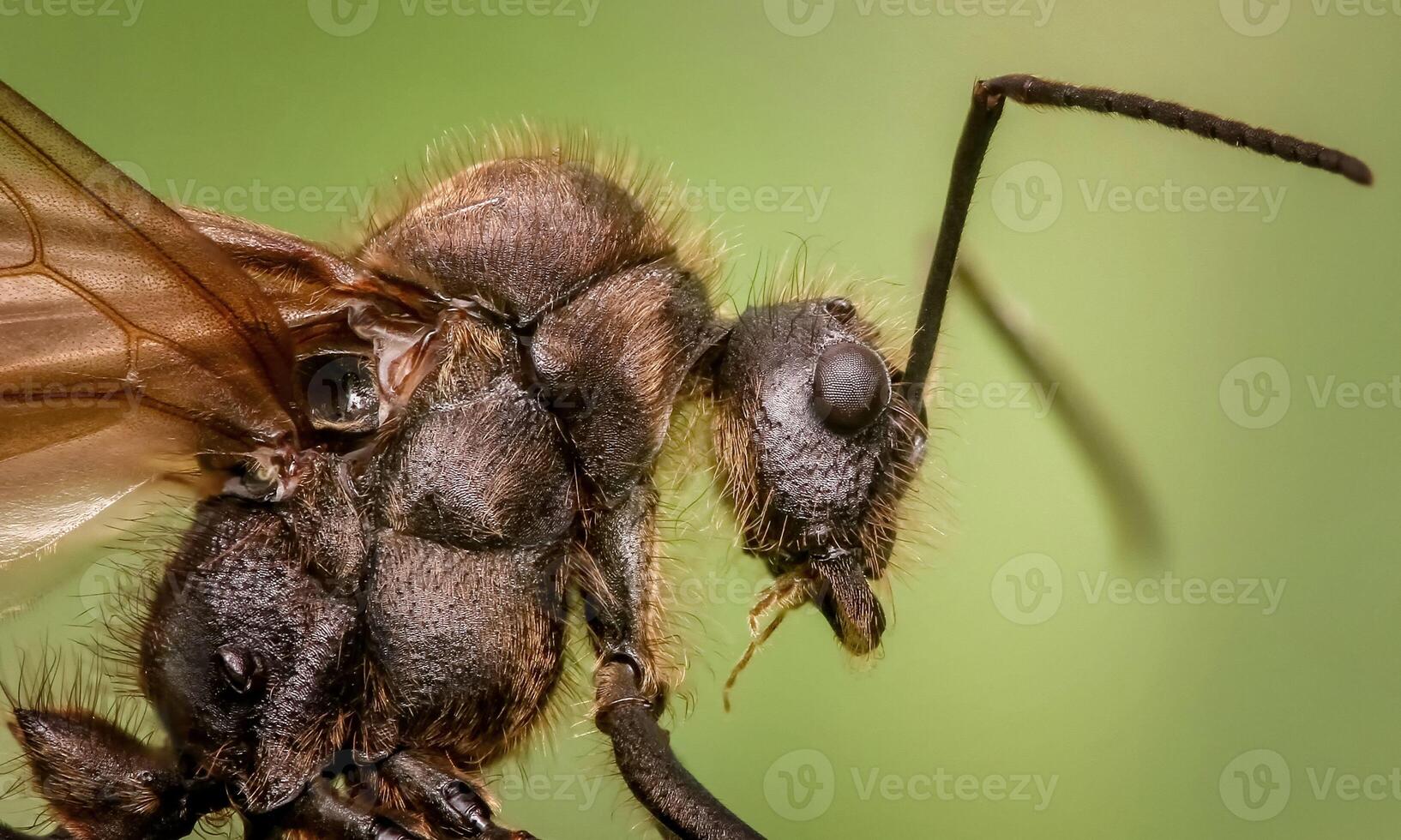 macro ant photo