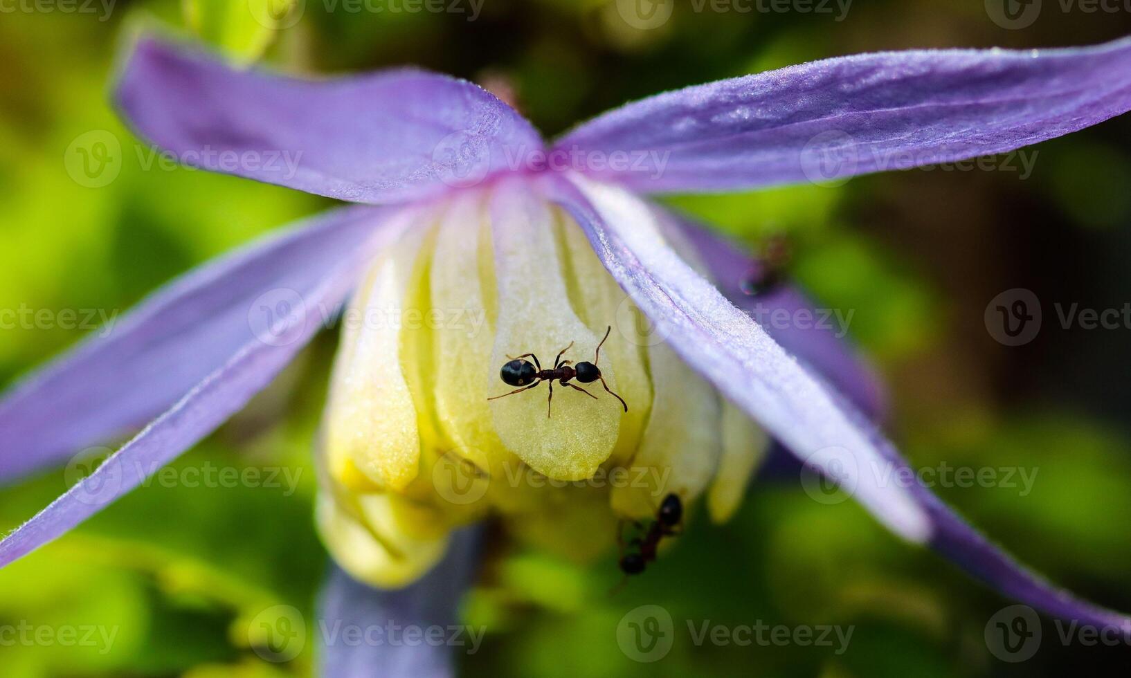 macro ant photo