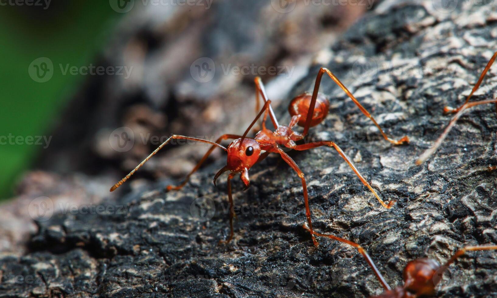 macro ant photo