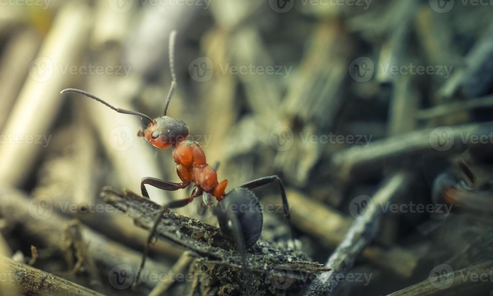 macro ant photo