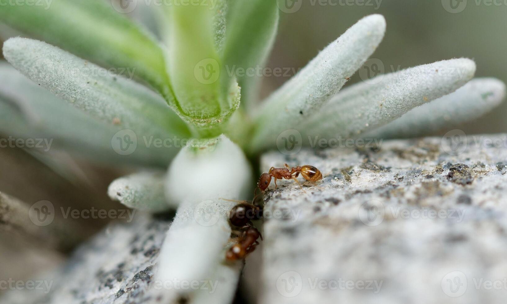 macro ant photo
