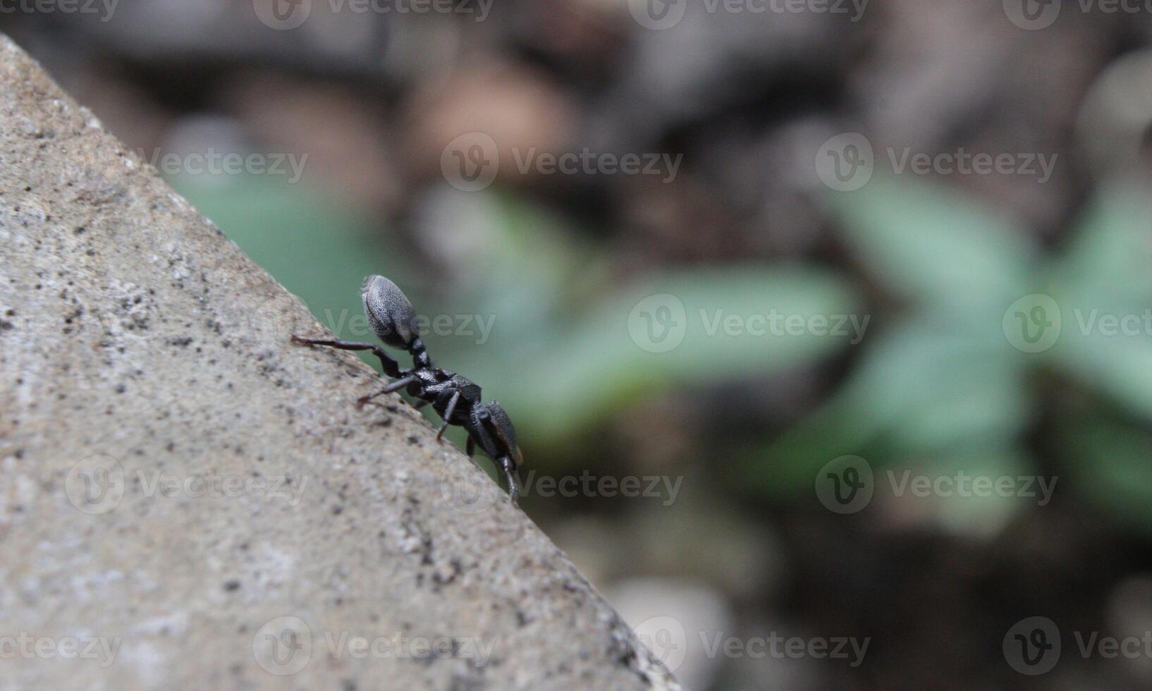 macro ant photo