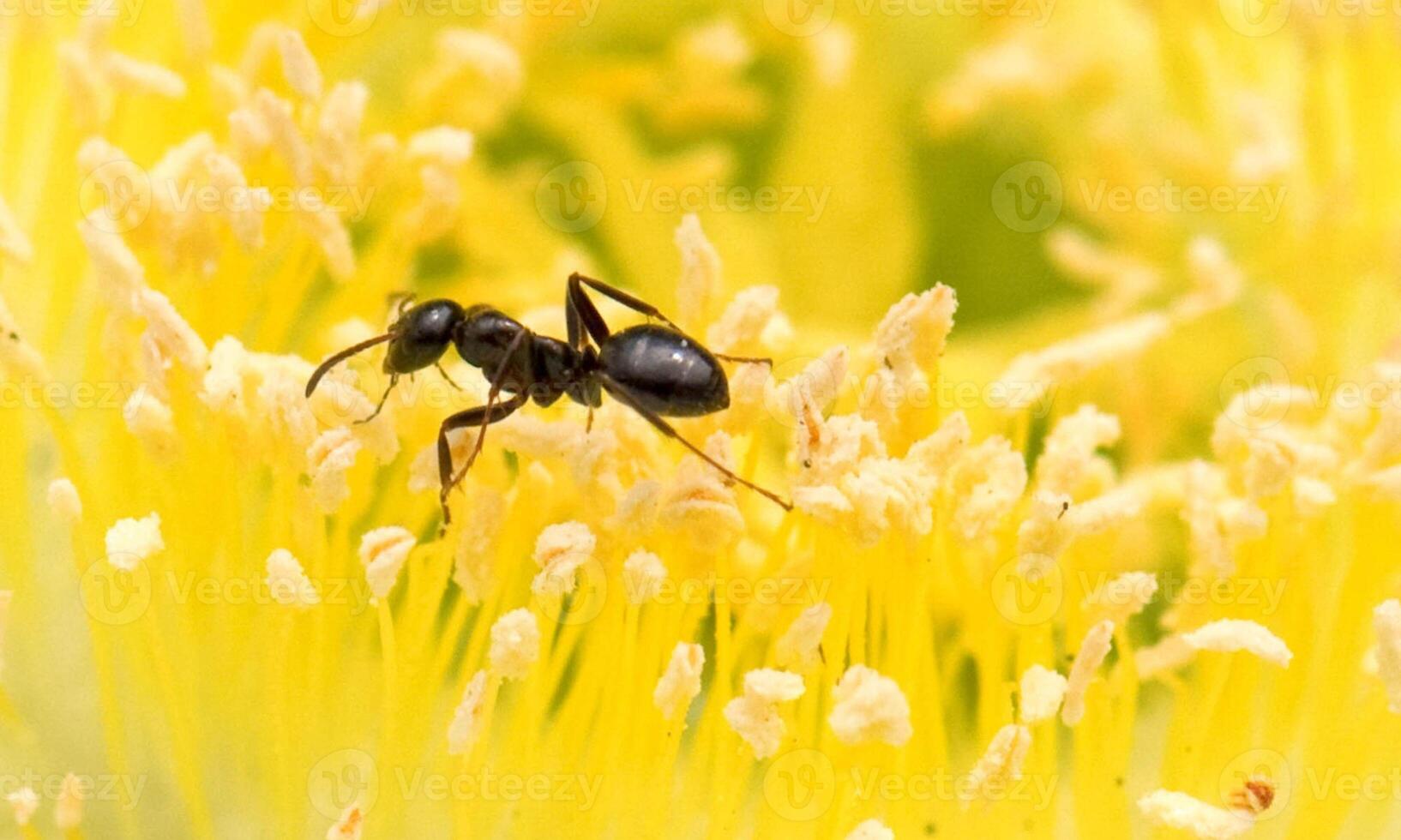 macro ant photo