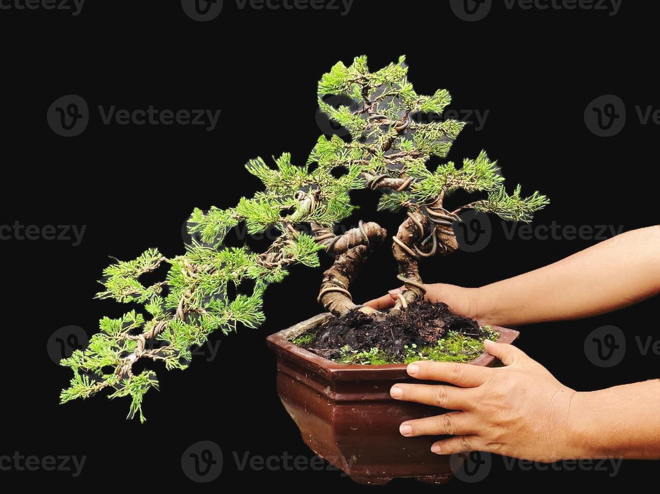 bonsai tree in a decorative pot photo