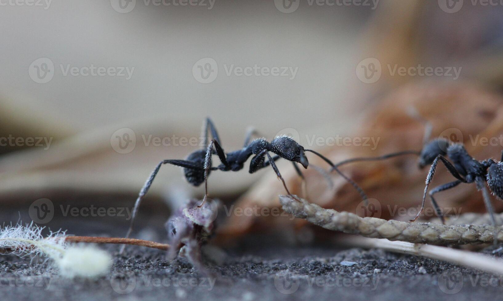 macro ant photo