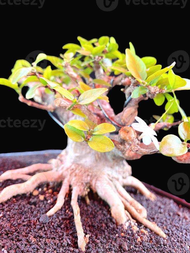 bonsai tree in a decorative pot photo