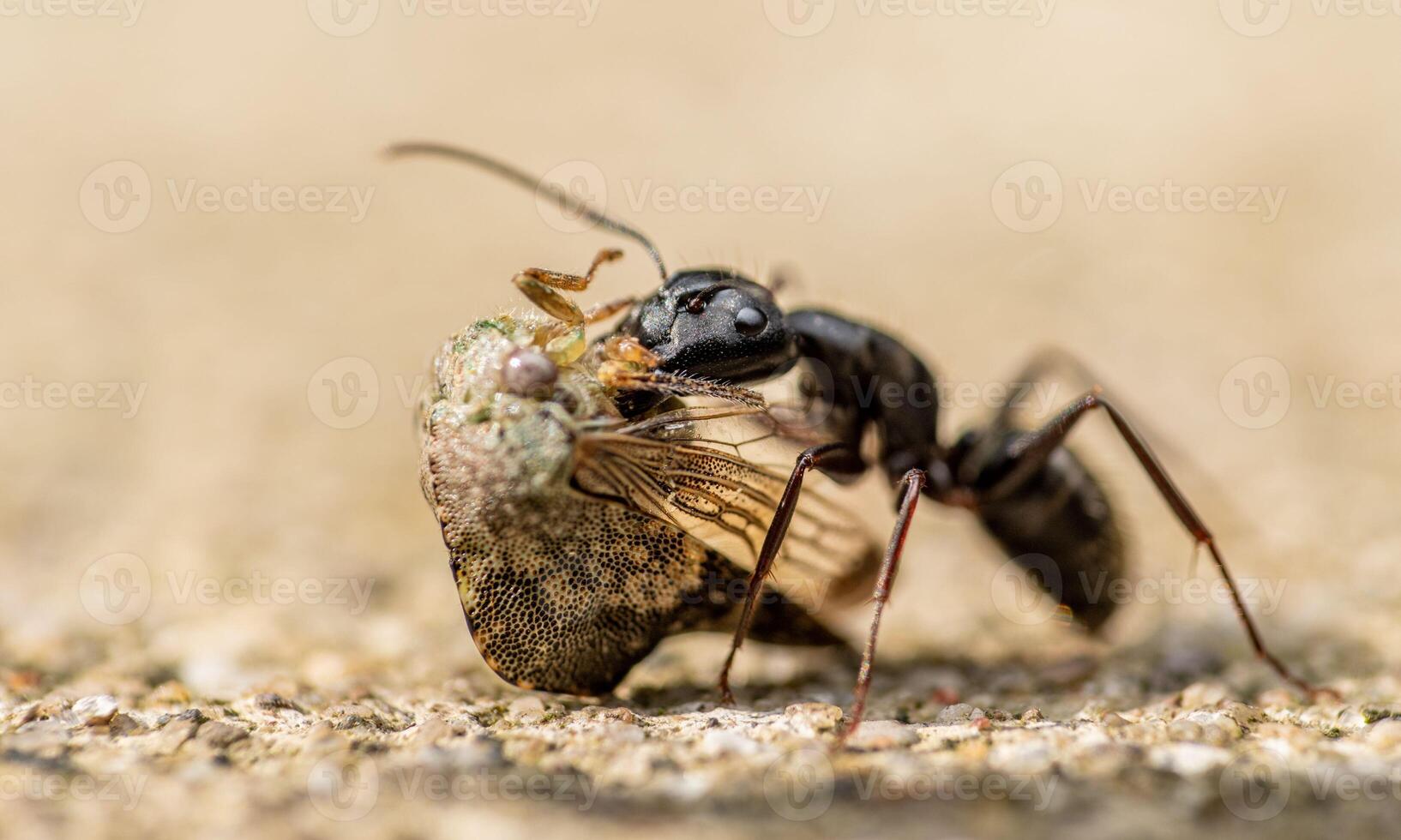 macro ant photo