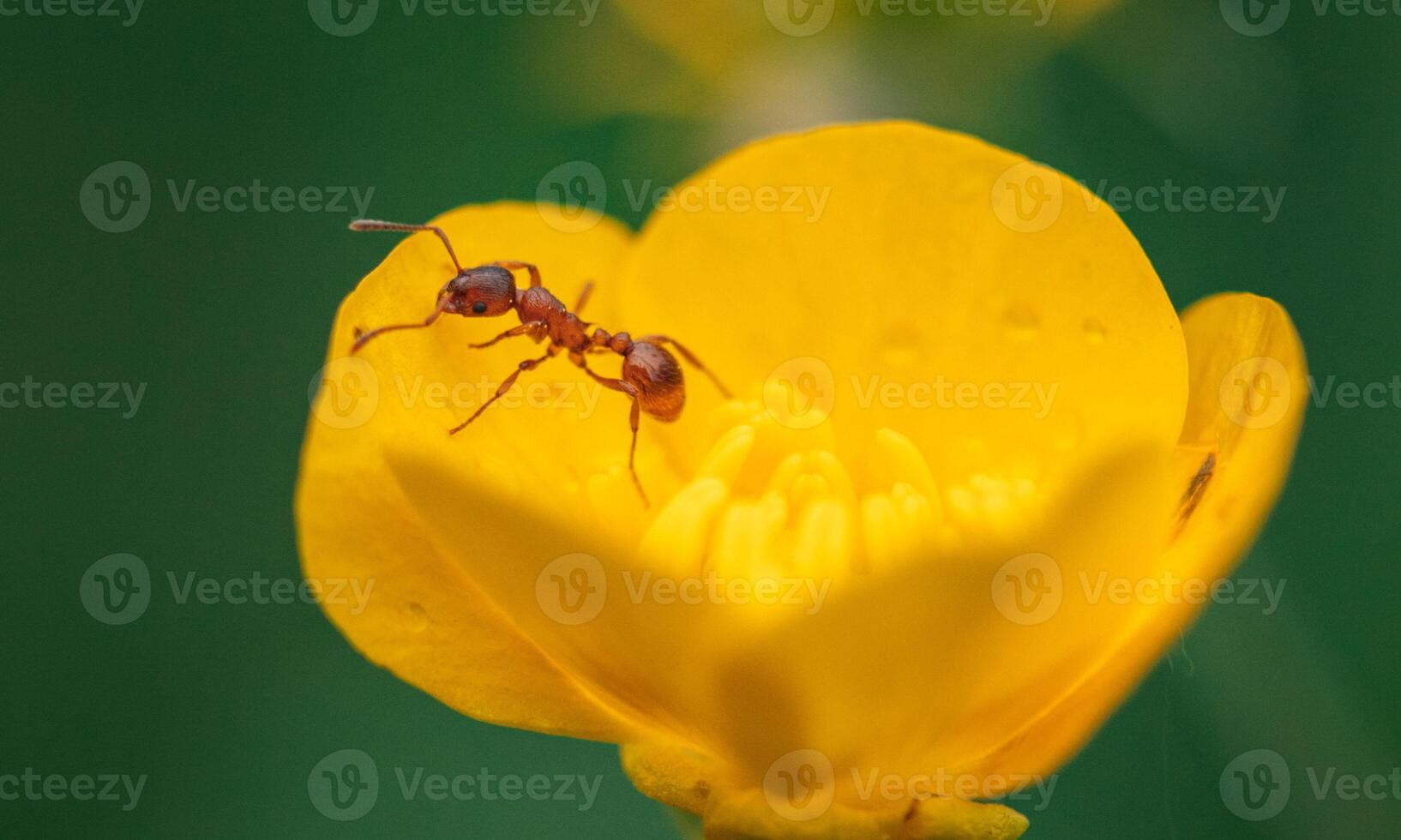macro ant photo