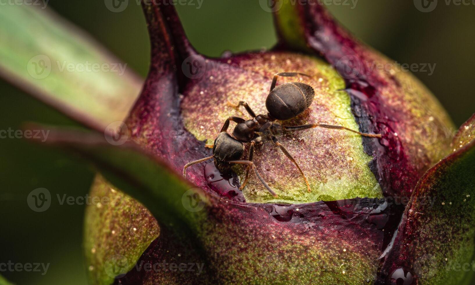 macro ant photo