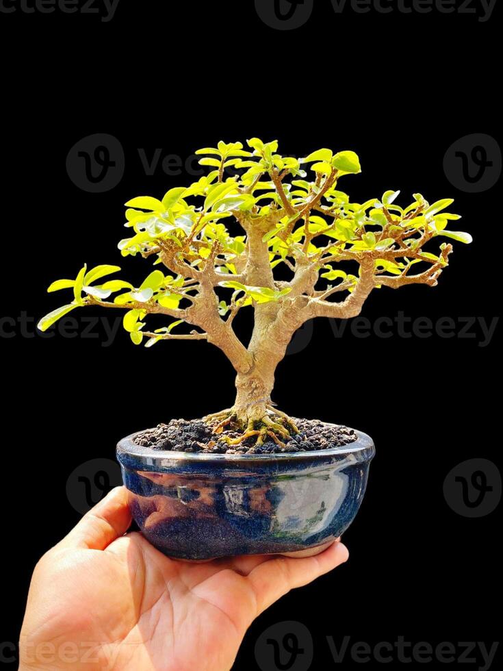 bonsai tree in a decorative pot photo