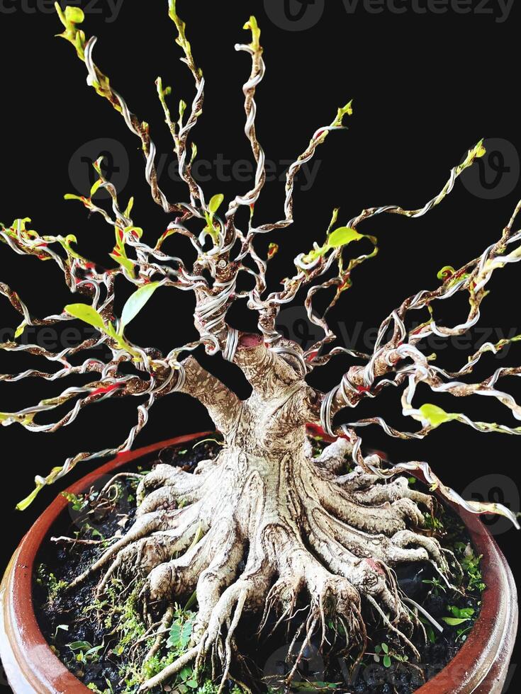 bonsai tree in a decorative pot photo