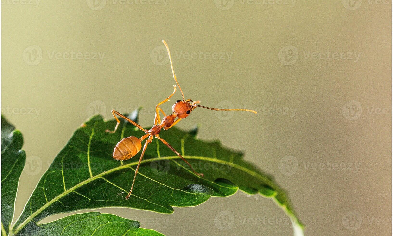 macro ant photo