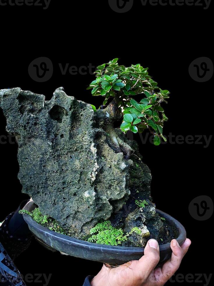 bonsai tree in a decorative pot photo