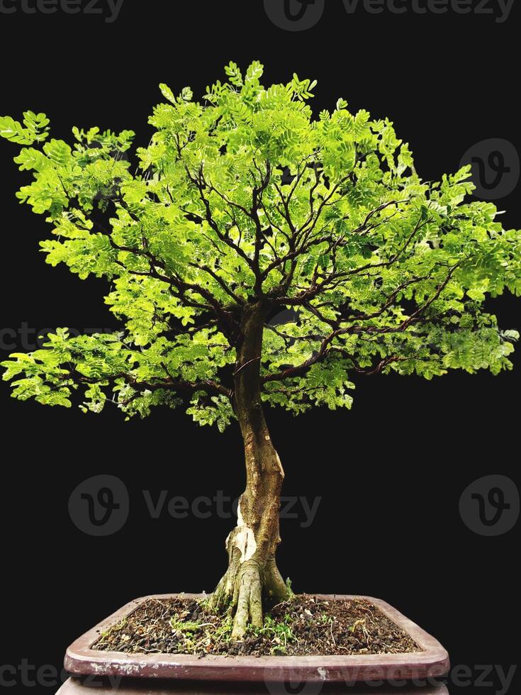 bonsai tree in a decorative pot photo