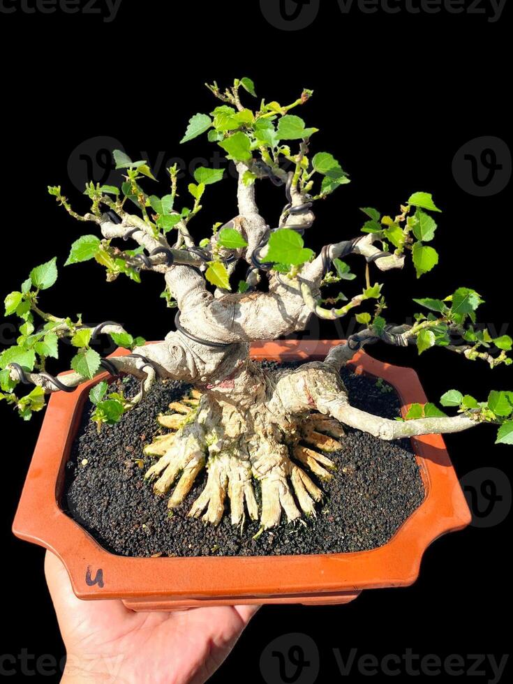 bonsai tree in a decorative pot photo