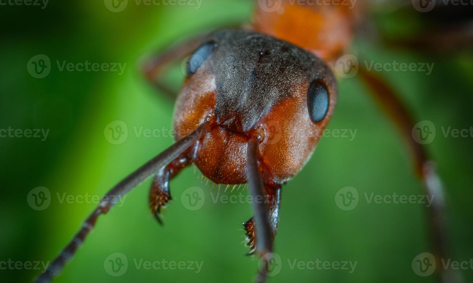 macro ant photo