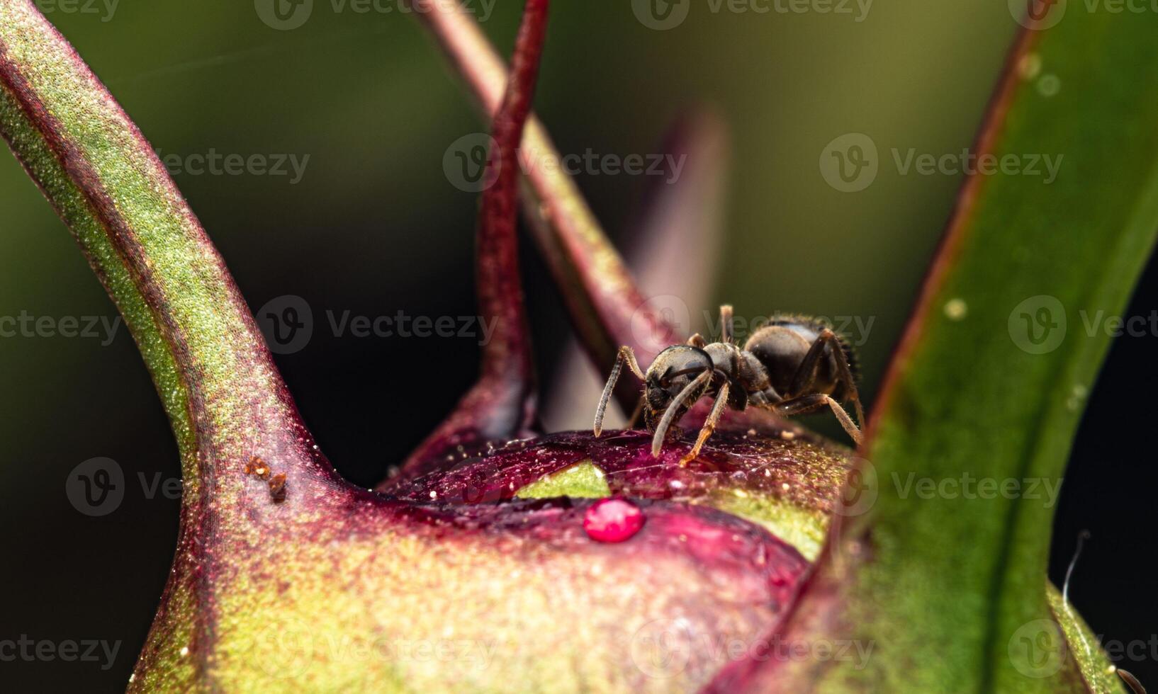 macro ant photo