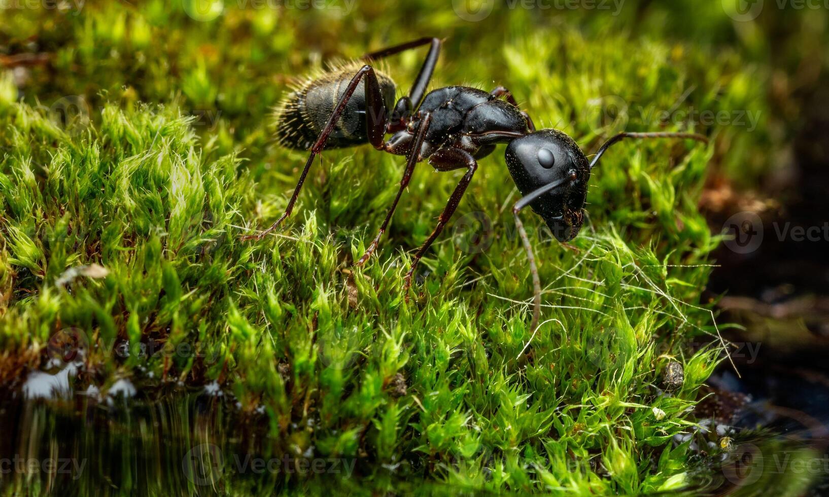 macro ant photo