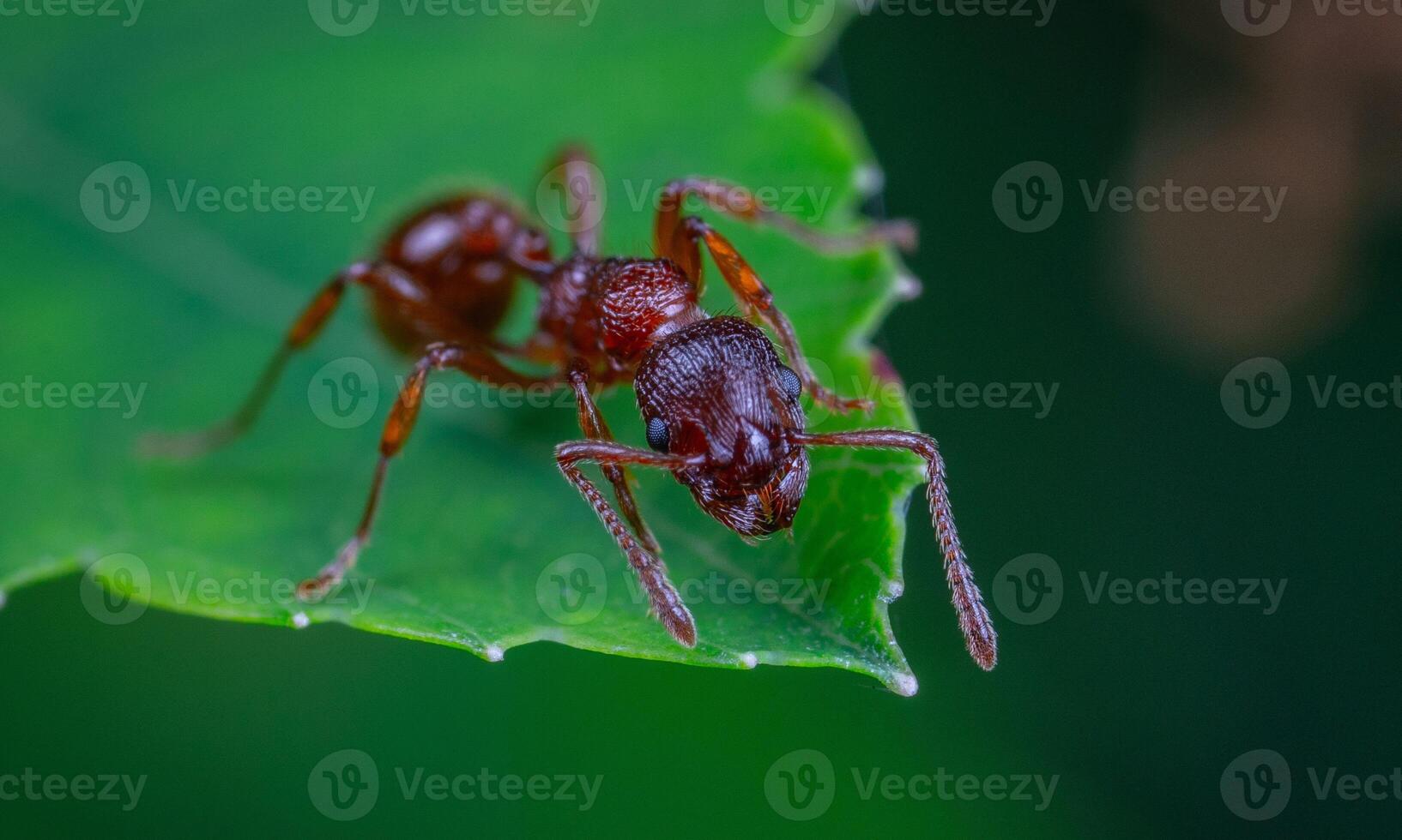 macro ant photo