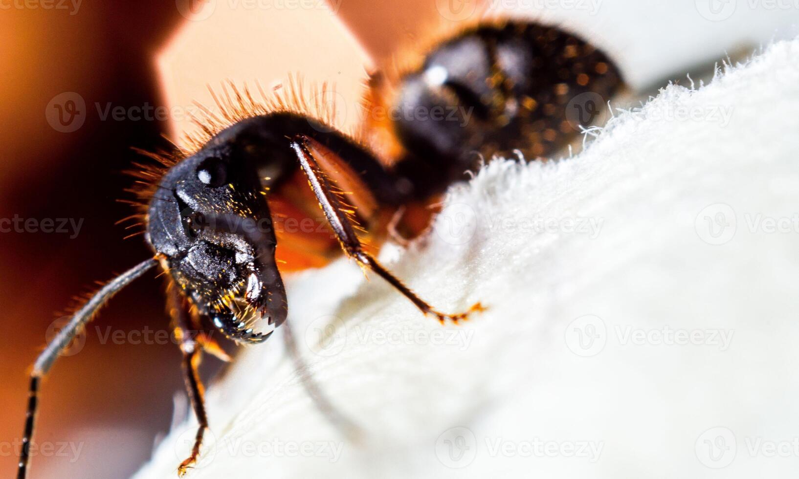 macro ant photo