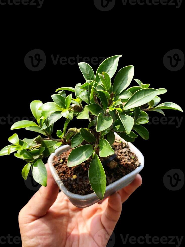 bonsai tree in a decorative pot photo