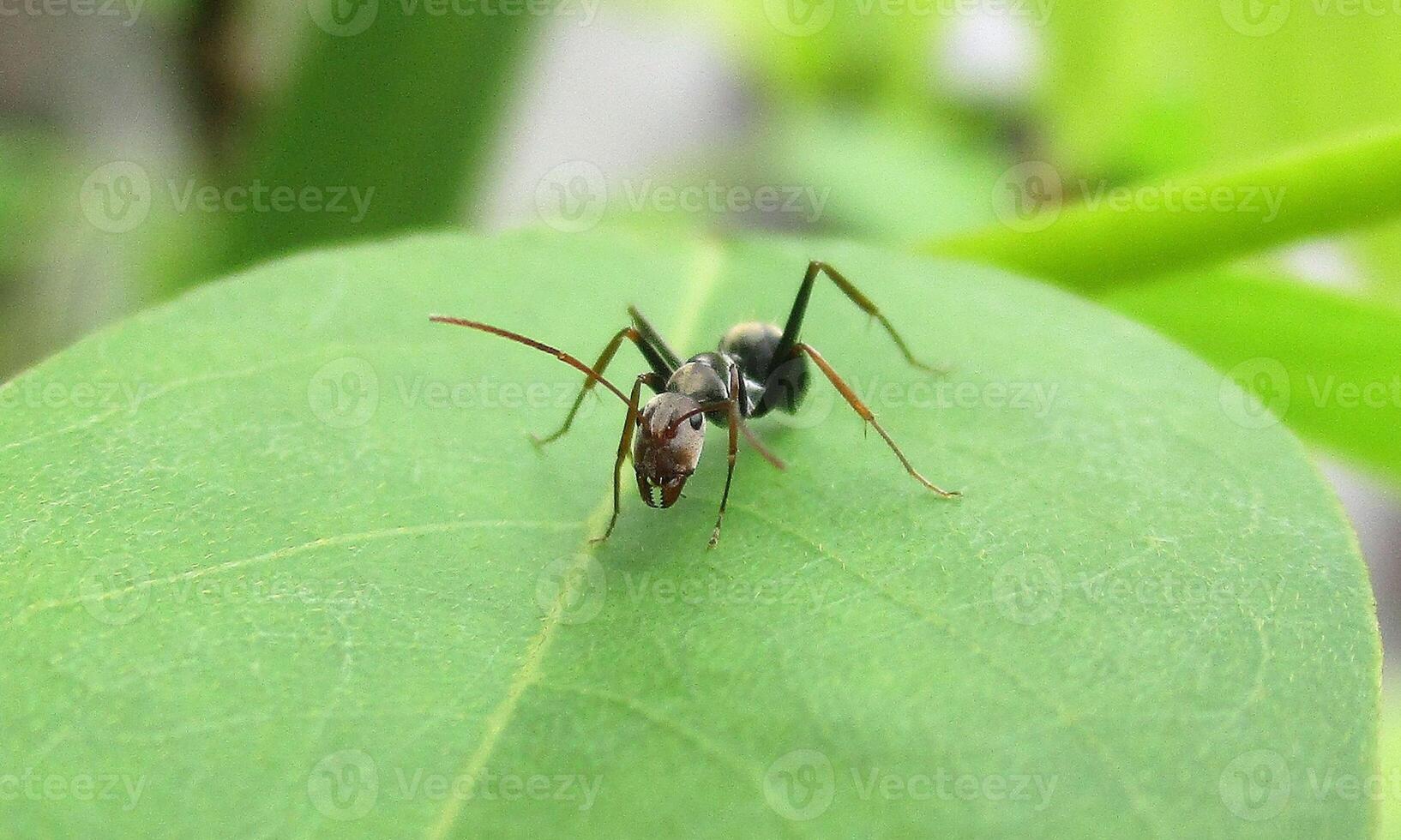 macro ant photo