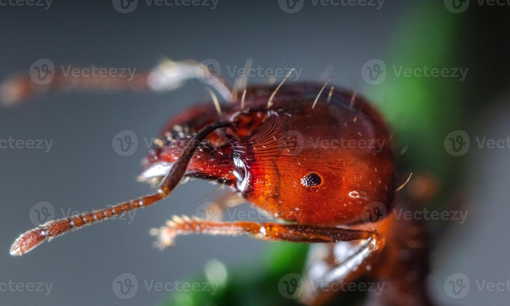 macro ant photo